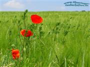 Klatschmohn (Papaver rhoeas) & Gerste (Hordeum vulgare)