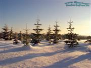 Winterwald bei der Rennsteigwarte Masserberg 02