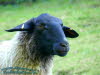 Rhnschaf (Ovis ammon f. aries)