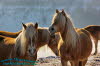 Haflinger Gestt Meura