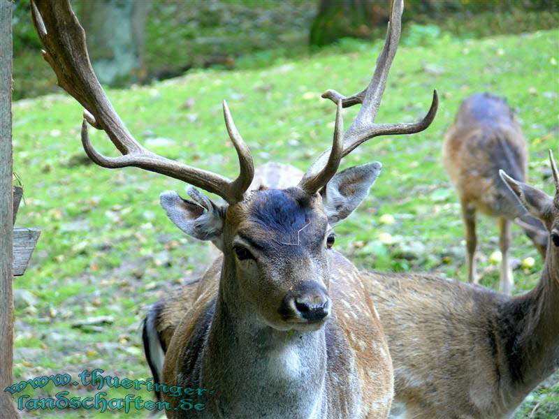 Dammhirsch (Dama dama)