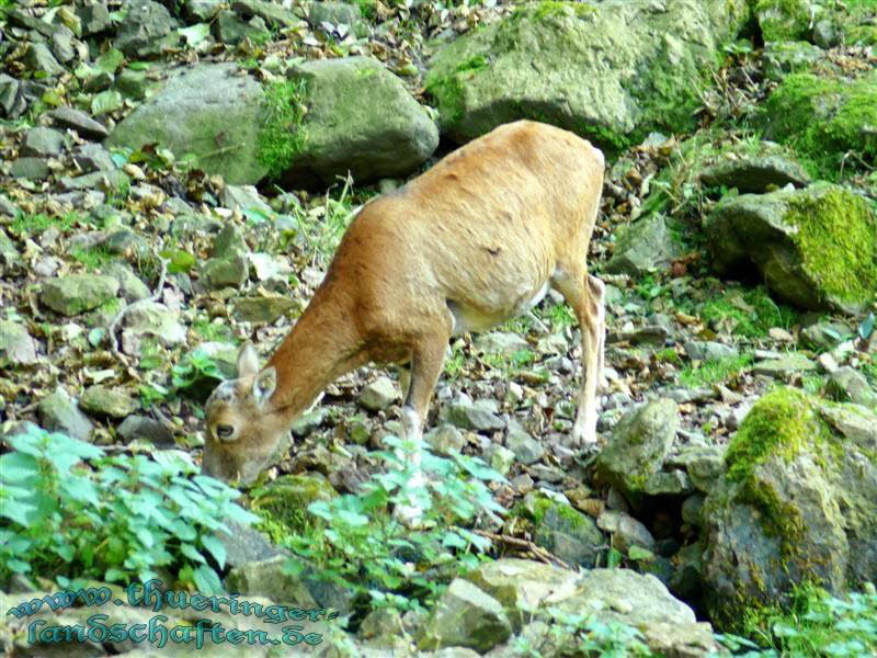 Reh (Capreolus capreolus)