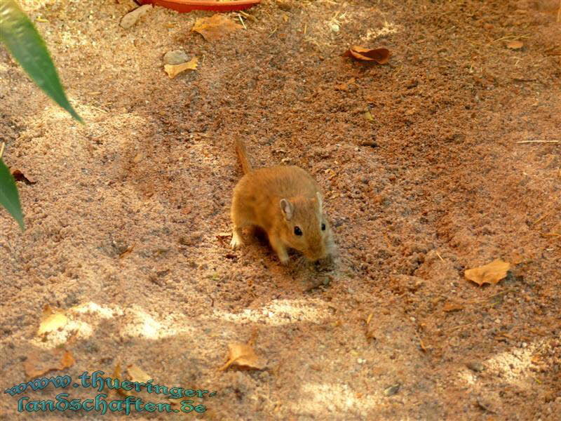 Degu (Octodon degus)