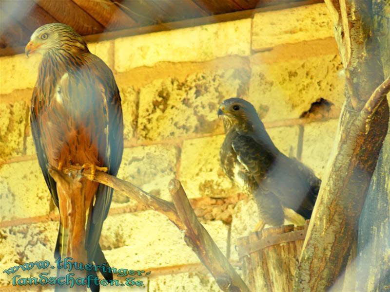 Roter Milan (Milvus milvus) & Musebussard (Buteo buteo)