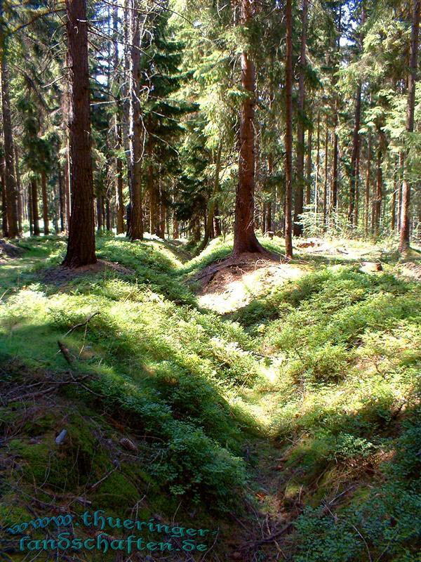 Landwehr zwischen Wiedersbach und Hildburghausen