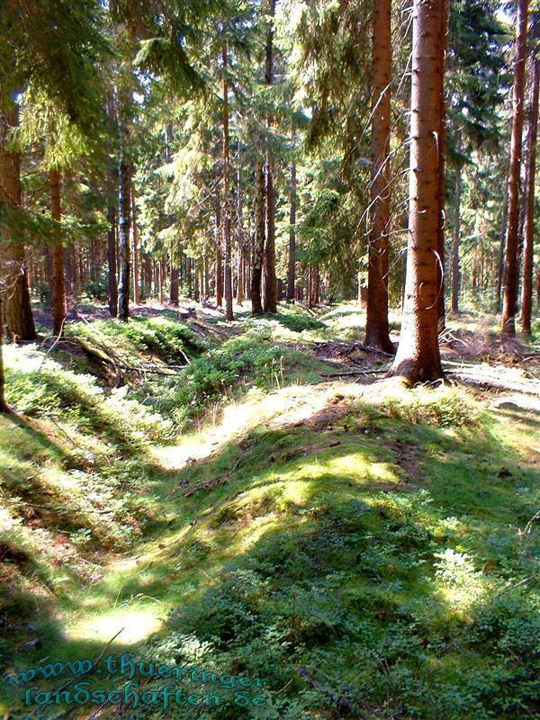 Landwehr zwischen Wiedersbach und Hildburghausen