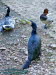 Kormoran (Phalacrocorax carbo), versch. Entenarten