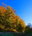 Wald bei Bad Berka