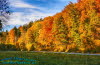 Wald bei Bad Berka