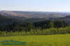 Weinberge bei Bad Sulza