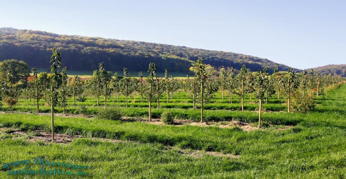 Apfelbaumplantage bei Kleinfahner