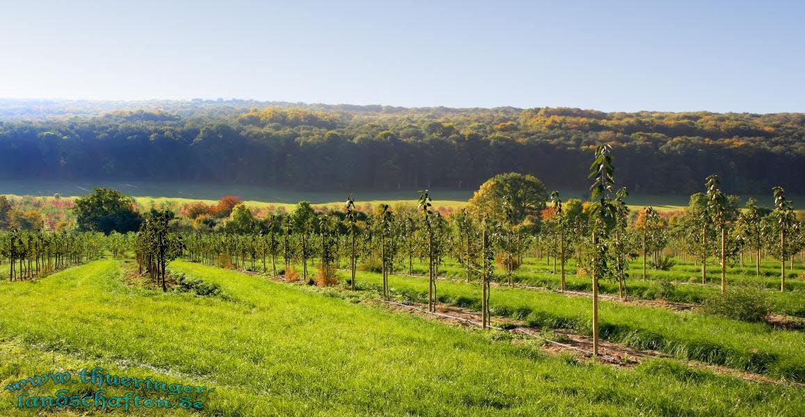 Apfelbaumplantage bei Kleinfahner