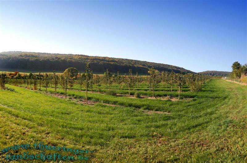 Apfelbaumplantage bei Kleinfahner