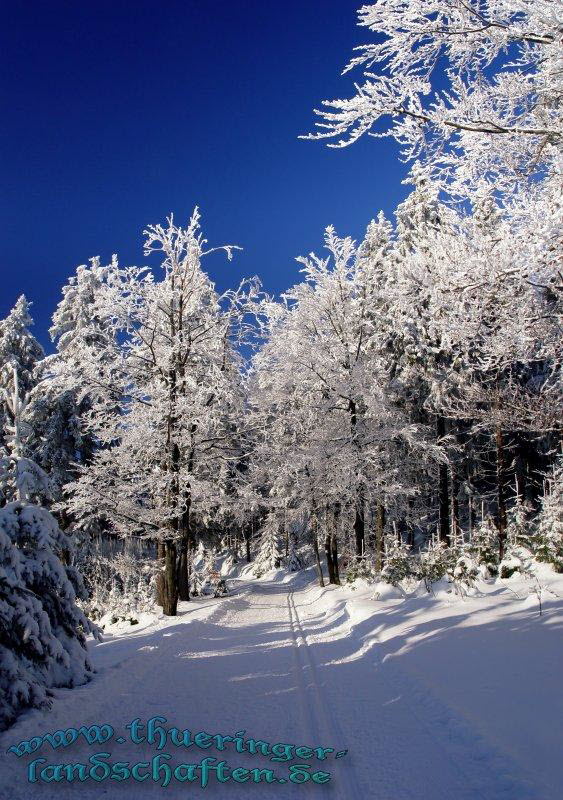 Winterwald bei Neuhaus