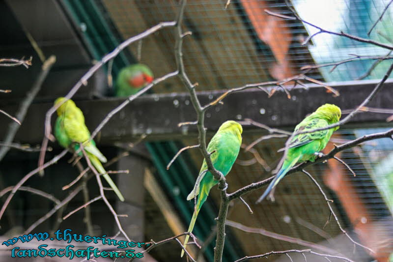 Alternativer Brenpark Worbis