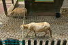 Alternativer Brenpark Worbis