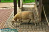 Alternativer Brenpark Worbis