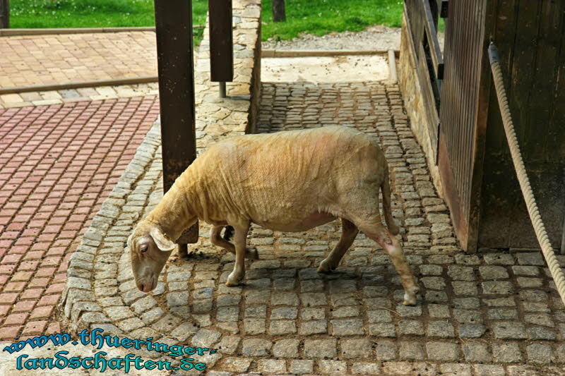 Alternativer Brenpark Worbis