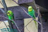 Alternativer Brenpark Worbis