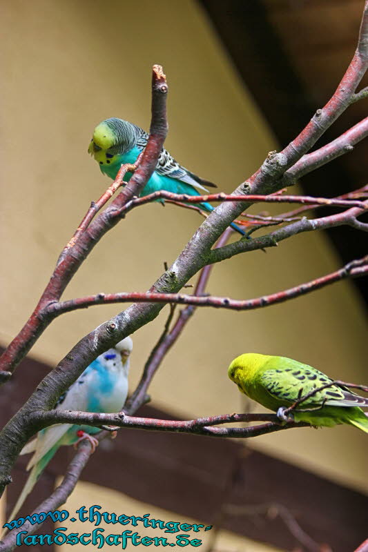 Alternativer Brenpark Worbis