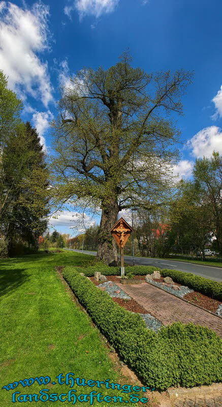 Baum in Bickenriede