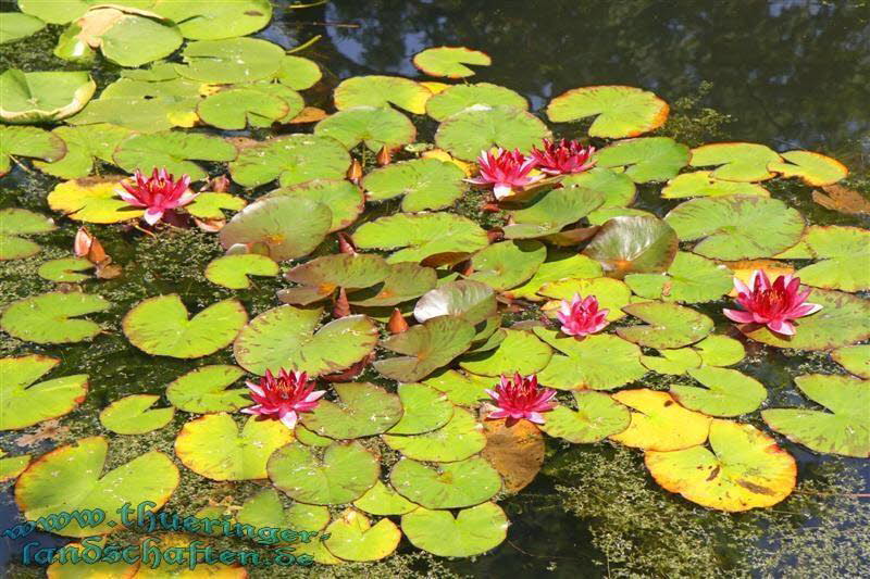 Botanischer Garten