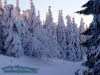 Winterwald beim Schneekopf
