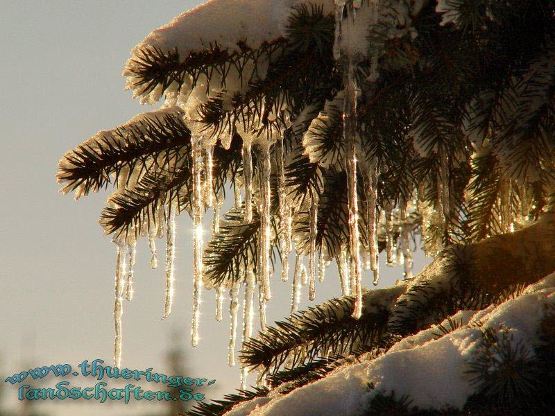 Winterwald bei der Rennsteigwarte Masserberg