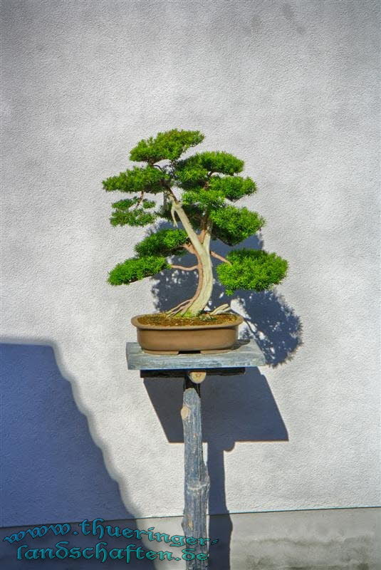 Japanischer Garten