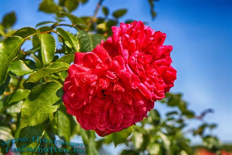 Rosengarten