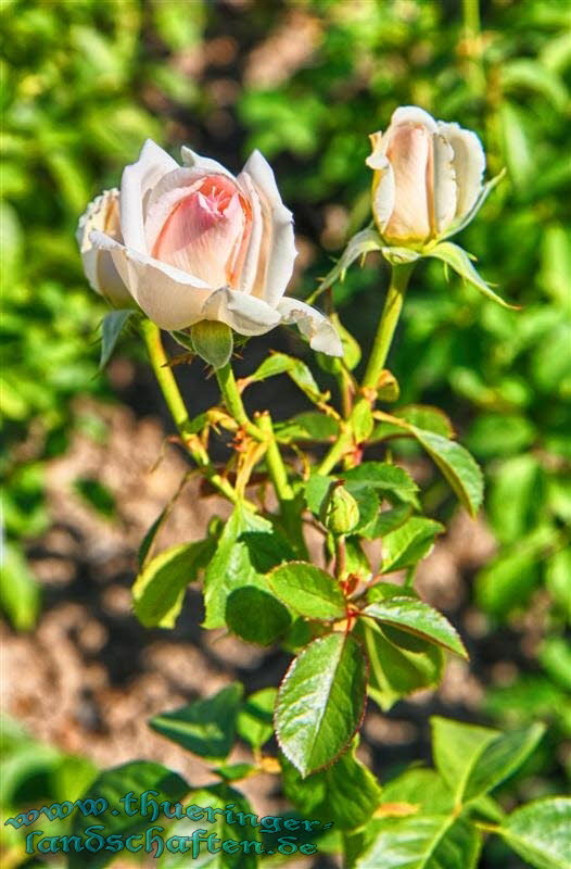 Rosengarten