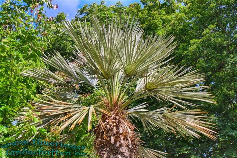 Botanischer Garten