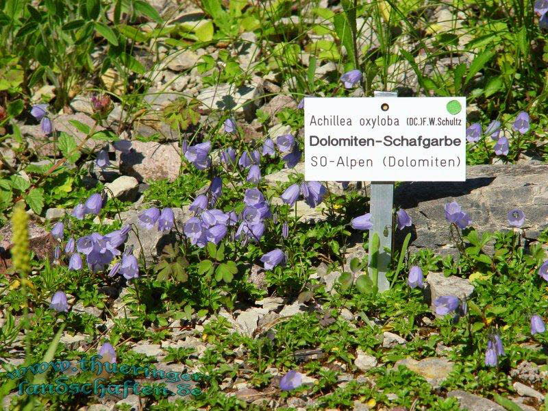 Rennsteiggarten Oberhof