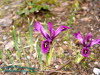 Rennsteiggarten Oberhof