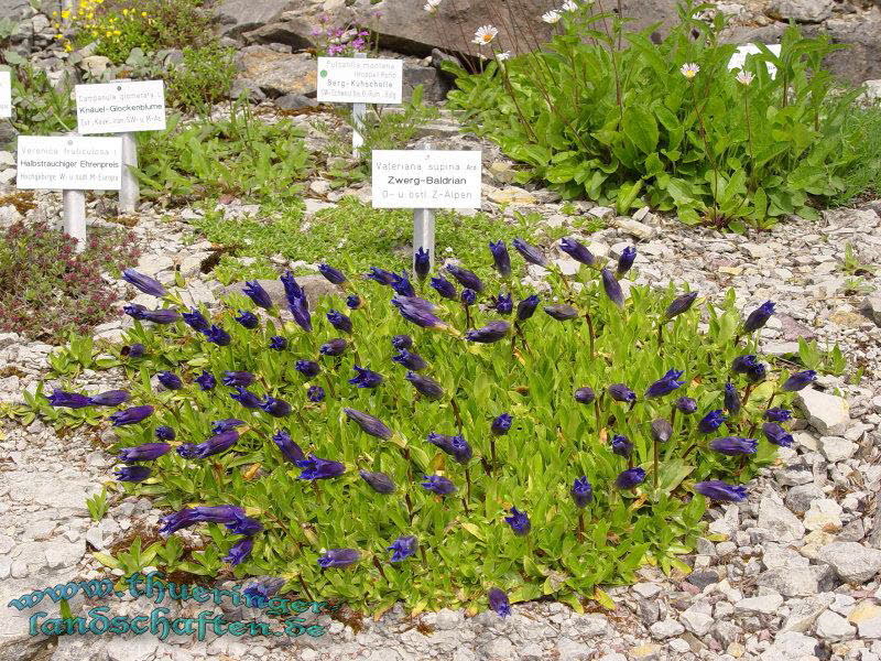 Rennsteiggarten Oberhof