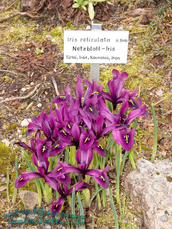 Rennsteiggarten Oberhof