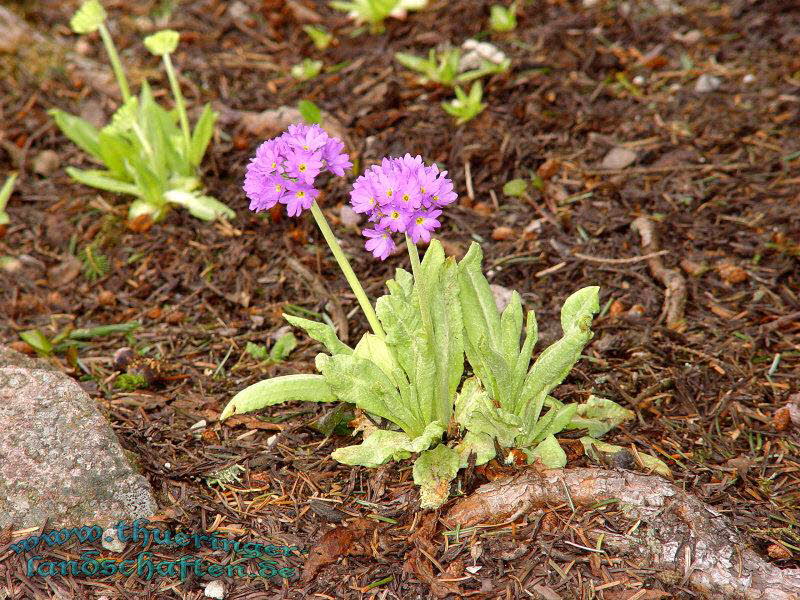 Rennsteiggarten Oberhof