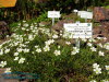 Rennsteiggarten Oberhof