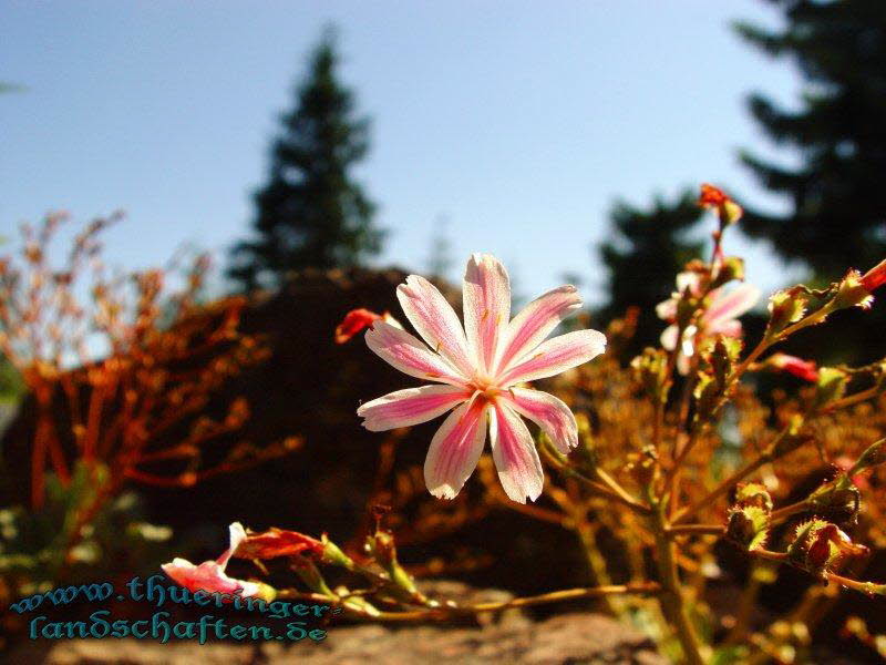 Rennsteiggarten Oberhof