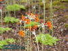 Rennsteiggarten Oberhof