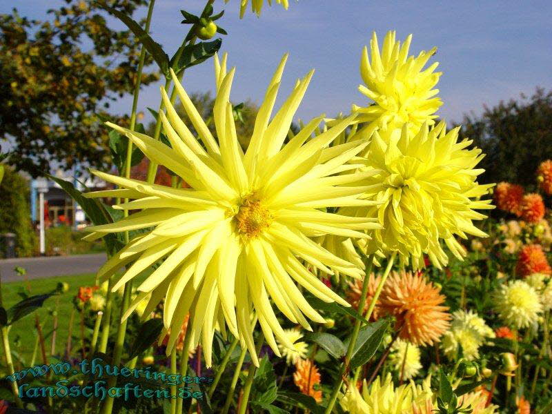 Die Flora auf dem egapark