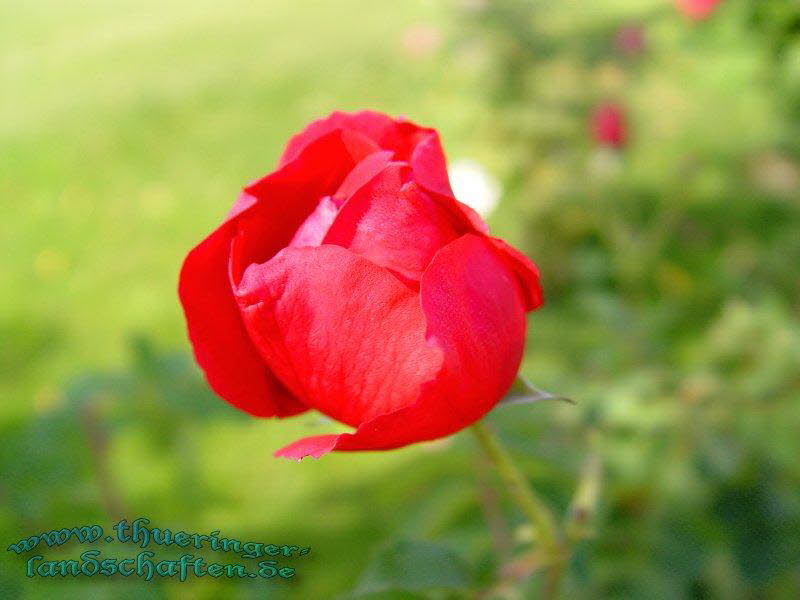 Die Flora auf dem egapark