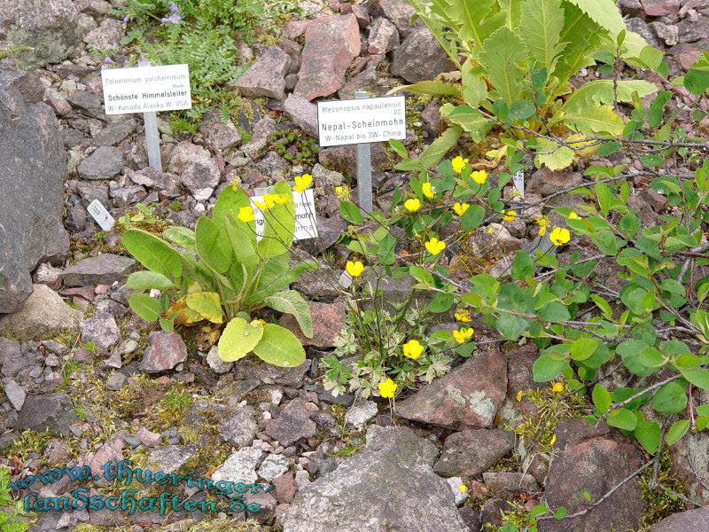 Rennsteiggarten Oberhof