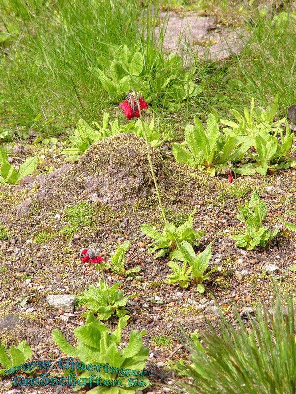 Rennsteiggarten Oberhof