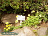 Rennsteiggarten Oberhof