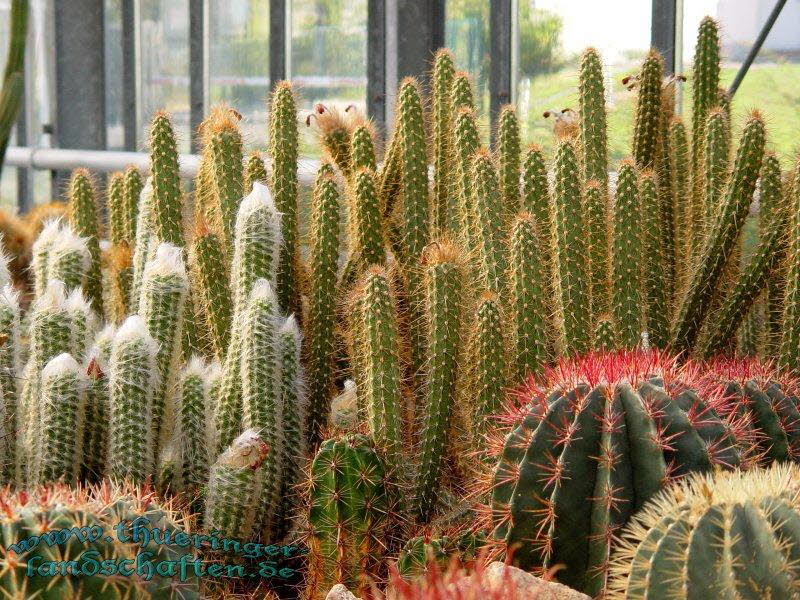 Die Flora auf dem egapark (Kakteenausstellung)