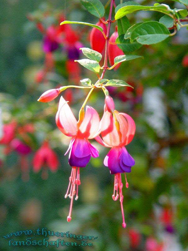 Die Flora auf dem egapark