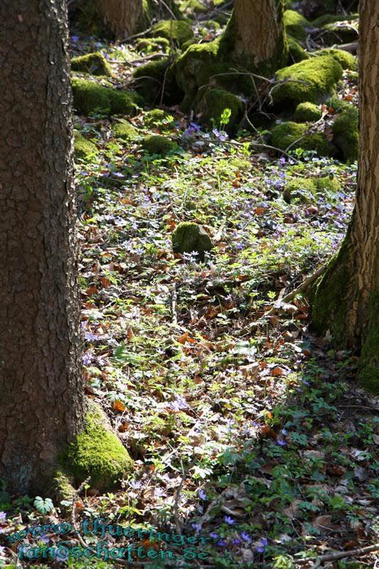 Wanderung auf den Kleinen Gleichberg & Das Steinsburgmuseum